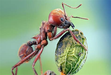 Leafcutter Ant Photograph by Nicolas Reusens - Pixels