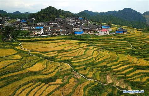 View of paddy rice field across China - Xinhua | English.news.cn