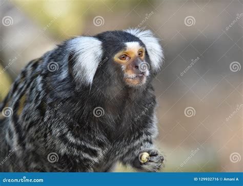 Marmoset monkey stock photo. Image of eyesights, jungle - 129932716