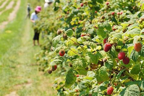 Raspberry Field Stock Photos, Pictures & Royalty-Free Images - iStock