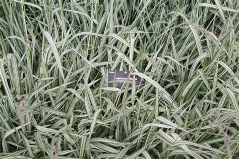 Phalaris arundinacea Cultivars – PlantRight