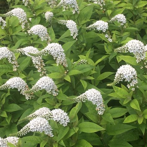 Lysimachia clethroides, Gooseneck Loosestrife - uploaded by @lexylea