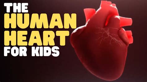 Human Heart Anatomy For Kids