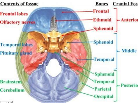 SOLUTION: Cranial cavity anatomy - Studypool