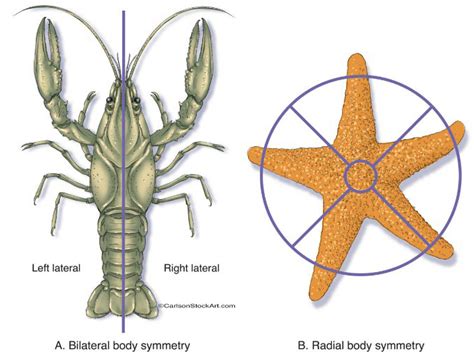 Biophysica | Free Full-Text | Fibonacci Sequences, Symmetry and Order in Biological Patterns ...