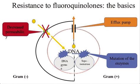 Fluoroquinolones: Structure, Classification, Mechanism of Action, and ...