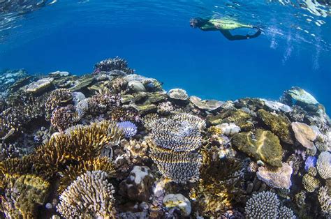 Fiji Snorkeling Trip: Rainbow Reef & Taveuni - Oceanic Society