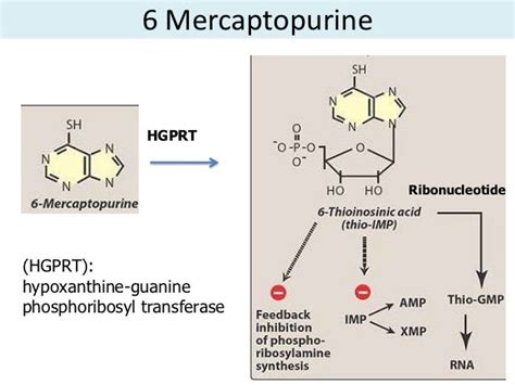 slsi.lk - how long for sulfatrim to work | Allopurinol mechanism of ...