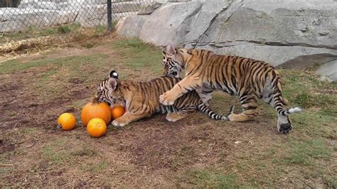 Sneak peek at Bengal tiger cubs at Six Flags Discovery Kingdom in Vallejo - ABC7 San Francisco