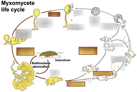 Lab 3: Myxomycota life cycle Diagram | Quizlet