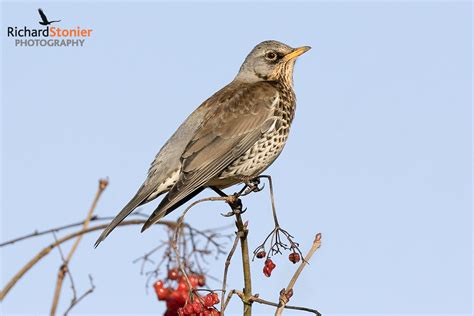 Fieldfare - Birds Online | Website of photographer Richard Stonier