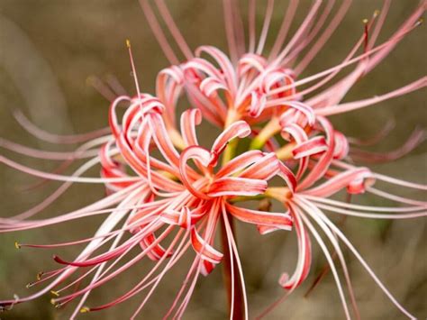 Red Spider Lily Meaning in the Language of Flowers - Petal Republic