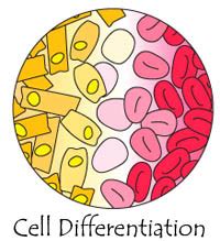 Cell Differentiation | Ask A Biologist