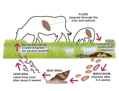 Liver fluke: latest guidance on treatment in cattle and sheep | Vet Times