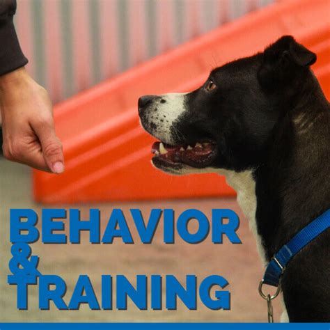 Dog Behavior & Training in the Denver Metro Area | HSSPV