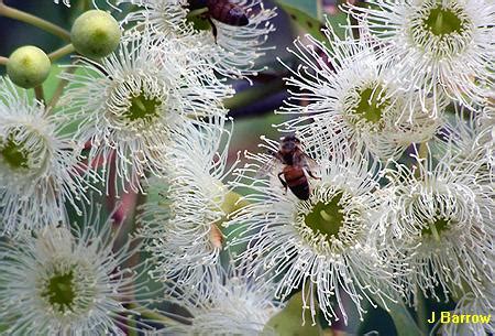 About the Jarrah Tree - Fewster's Farm Honey