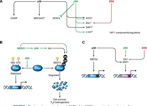 MAPK Signaling Pathway | Semantic Scholar