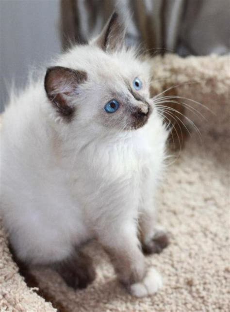 The Rare Snowshoe Cat & Its Unique Characteristics | Pouted.com