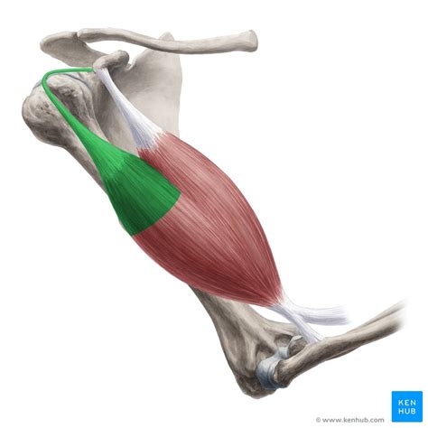 Biceps brachii muscle: Anatomy, definition, function | Kenhub