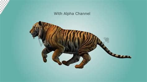 Tiger Running Loop 01 Download Fast Videohive 19985244 Motion Graphics