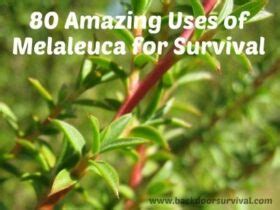 80 Amazing Uses of Melaleuca Oil for Survival - Backdoor Survival