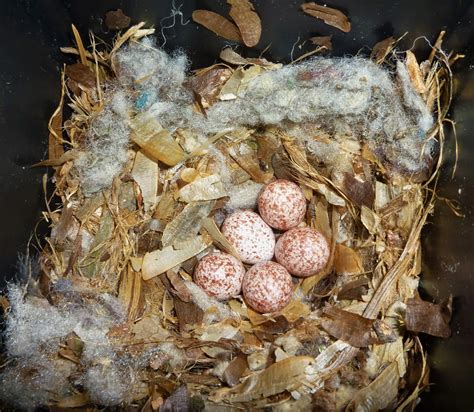 From Bluebirds to Turtles: A Brown-headed Nuthatch Nest