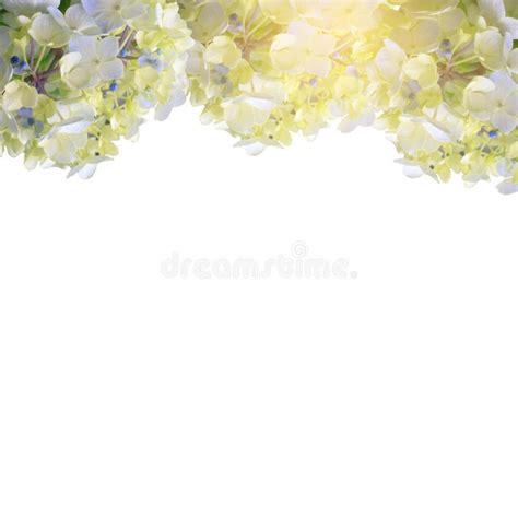 Blue hydrangea frame stock illustration. Illustration of beauty - 91441395