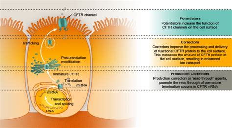 CFTR Modulators Initiate Drive Towards Personalized Treatment and Mark