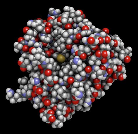 Beta-lactoglobulin Protein Molecule #5 Photograph by Molekuul/science ...