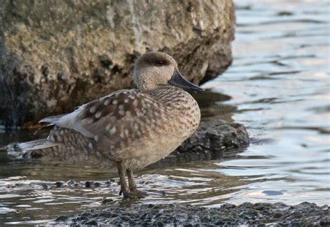 Marbled Duck | Majorca | Bird images from foreign trips | Gallery | My World of Bird Photography ...