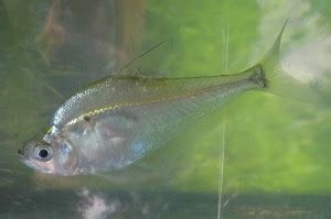 CHARACIDAE | Pybio Paraguay Biodiversidad