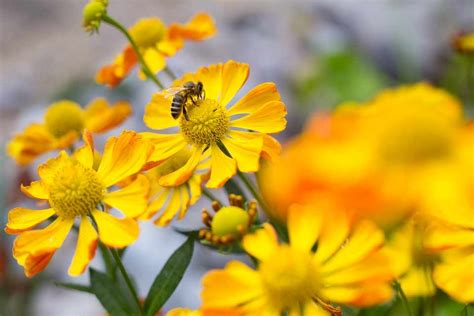 Plants for Late Summer Colour - gardenersworld.com