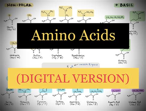 MCAT Amino Acids Cheat Sheet - Etsy UK