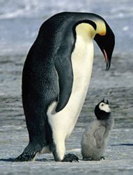 Pictures Of Animals That Live In Antarctica - PictureMeta