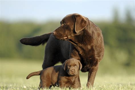 Chocolate Lab Names: 300+ Names For Your Chocolate Coated Furry Friend ...