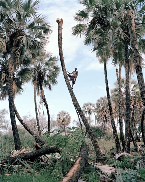 These Men Are Harvesting Wine From Namibia's Palm Trees | TIME