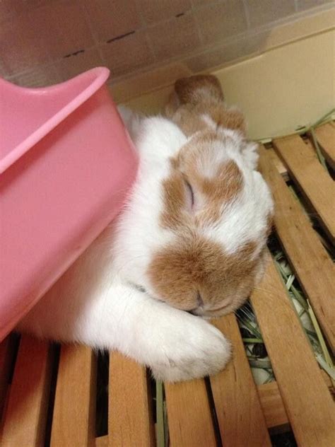 Top 25 ideas about Sleeping bunnies on Pinterest | Sleep, A bunny and Nap times