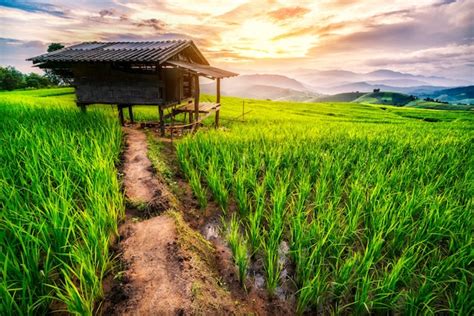 Premium Photo | Rice field in chiang mai