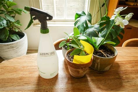 How to get rid of fungus gnats on indoor plants - ABC Everyday