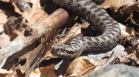 Snakes in the Pyrenees | Blogging from the Pyrenees