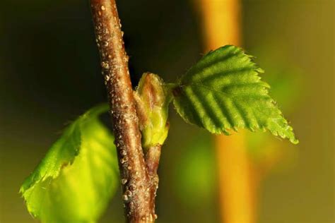 Medicinal Plants Found in the Amazon Rainforest | Medicinal plants ...