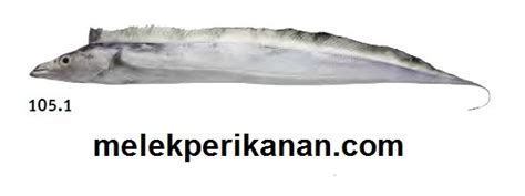 Ikan Layur atau Smalleye Hairtail (Trichiurus sp. A); Morfologi, Habitat, Ciri-Ciri, Klasifikasi ...