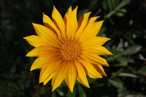 Gazania Rigens – FREEBigPictures.com