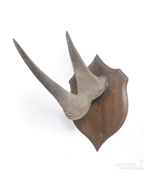 White Rhinoceros Horns | AfricaHunting.com