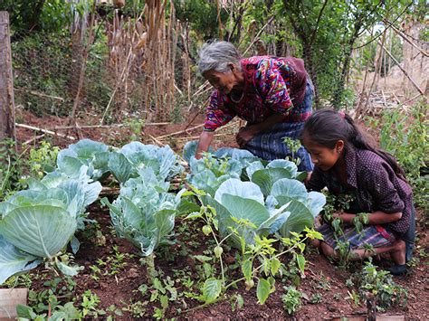 Las ventajas de tener un huerto urbano en casa