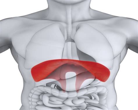 Common Causes of Diaphragm Pain and Treatment Remedies