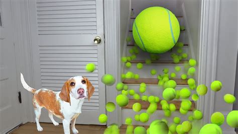 Can Puppies Play With Tennis Balls