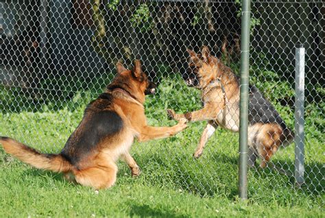 Dog Aggression Behavior Training – Dog Training Services