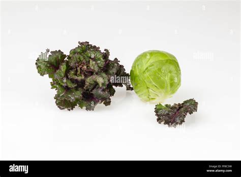 One red Flower Sprout and one Brussels Sprout Stock Photo - Alamy