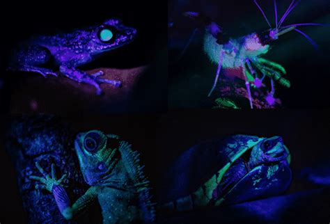 Incredible never before seen photos show 'glow in the dark' creatures at Chester Zoo